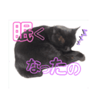 うちのたんこ2（個別スタンプ：24）