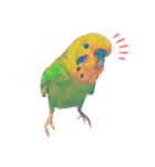 セキセイインコのハルくん（個別スタンプ：1）