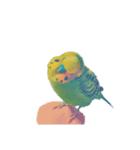 セキセイインコのハルくん（個別スタンプ：2）