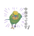 セキセイインコのハルくん（個別スタンプ：4）
