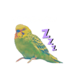 セキセイインコのハルくん（個別スタンプ：6）