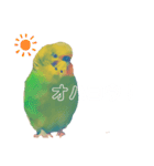セキセイインコのハルくん（個別スタンプ：9）