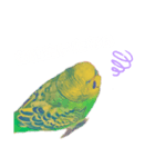 セキセイインコのハルくん（個別スタンプ：12）
