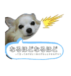 だんだん態度が横柄になるチワワ（個別スタンプ：3）