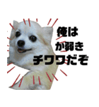 だんだん態度が横柄になるチワワ（個別スタンプ：5）