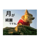だんだん態度が横柄になるチワワ（個別スタンプ：6）