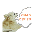 だんだん態度が横柄になるチワワ（個別スタンプ：8）