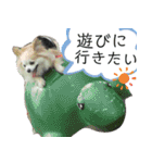 だんだん態度が横柄になるチワワ（個別スタンプ：10）