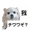 だんだん態度が横柄になるチワワ（個別スタンプ：13）