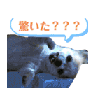 だんだん態度が横柄になるチワワ（個別スタンプ：14）