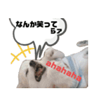 だんだん態度が横柄になるチワワ（個別スタンプ：18）