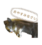 だんだん態度が横柄になるチワワ（個別スタンプ：21）