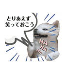 だんだん態度が横柄になるチワワ（個別スタンプ：25）
