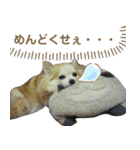 だんだん態度が横柄になるチワワ（個別スタンプ：27）