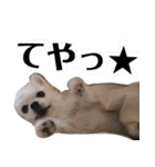だんだん態度が横柄になるチワワ（個別スタンプ：34）
