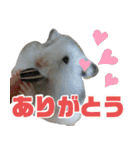 だんだん態度が横柄になるチワワ（個別スタンプ：36）