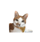 我が家ねこまみれ2（個別スタンプ：3）