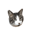 我が家ねこまみれ2（個別スタンプ：4）