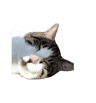 我が家ねこまみれ2（個別スタンプ：5）