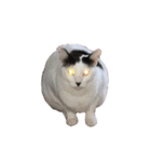 我が家ねこまみれ2（個別スタンプ：7）