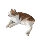 我が家ねこまみれ2（個別スタンプ：8）