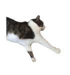 我が家ねこまみれ2（個別スタンプ：11）