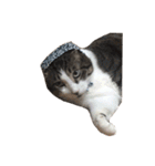 我が家ねこまみれ2（個別スタンプ：12）