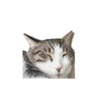 我が家ねこまみれ2（個別スタンプ：13）