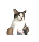 我が家ねこまみれ2（個別スタンプ：14）