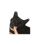 我が家ねこまみれ2（個別スタンプ：16）