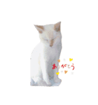 我が家ねこまみれ2（個別スタンプ：18）