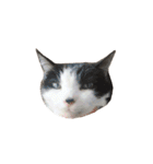 我が家ねこまみれ2（個別スタンプ：19）