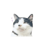 我が家ねこまみれ2（個別スタンプ：20）
