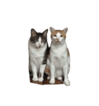 我が家ねこまみれ2（個別スタンプ：21）