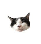 我が家ねこまみれ2（個別スタンプ：22）