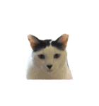我が家ねこまみれ2（個別スタンプ：26）