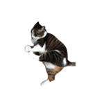 我が家ねこまみれ2（個別スタンプ：27）