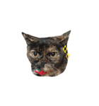 我が家ねこまみれ2（個別スタンプ：32）