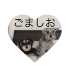 ミニチュアシュナウザーのごましお（個別スタンプ：4）