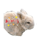 うさぎ    ライオンドワーフ♥（個別スタンプ：5）