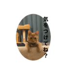 こねスタ4（個別スタンプ：1）