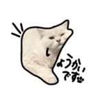 ねこぺる（個別スタンプ：5）
