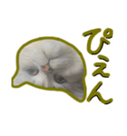 ねこぺる（個別スタンプ：6）
