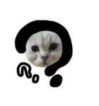 ねこぺる（個別スタンプ：8）