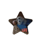 ☆我が家のインコ☆（個別スタンプ：1）
