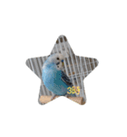 ☆我が家のインコ☆（個別スタンプ：3）