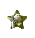☆我が家のインコ☆（個別スタンプ：4）