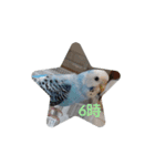 ☆我が家のインコ☆（個別スタンプ：6）
