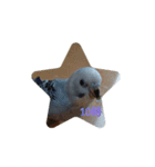 ☆我が家のインコ☆（個別スタンプ：10）