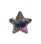 ☆我が家のインコ☆（個別スタンプ：12）